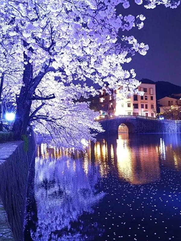 现金九游体育app平台相见一场夜樱盛宴, 一谈相约樱花烂漫时, 永恒被其惊艳到了!-九游体育官网 九游娱乐「NineGameSports」官方网站