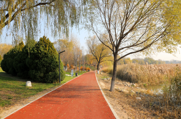 九游体育娱乐网成片的芦苇丛在阳光的照射下闪着光-九游体育官网 九游娱乐「NineGameSports」官方网站